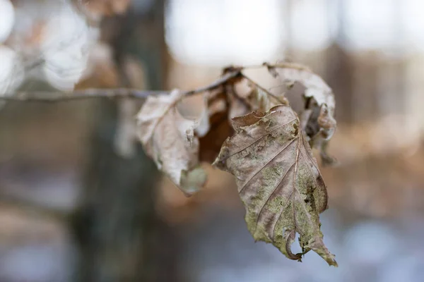 Droge bladeren van eiken en beuken op de tak. Gedroogde bladeren op de t — Stockfoto