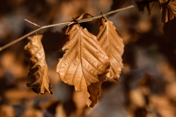 Сухие листья дуба и бука на ветке. Сушеные листья на т — стоковое фото