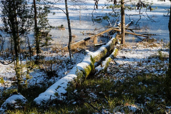 Des arbres tombés dans la forêt. Grumes recouvertes de neige dans la — Photo