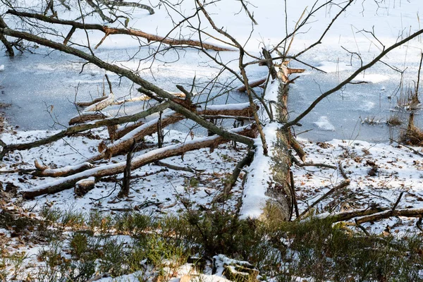 Des arbres tombés dans la forêt. Grumes recouvertes de neige dans la — Photo