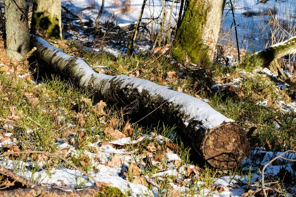 Gevallen bomen in het bos. Logs bedekt met sneeuw liggend in de — Stockfoto