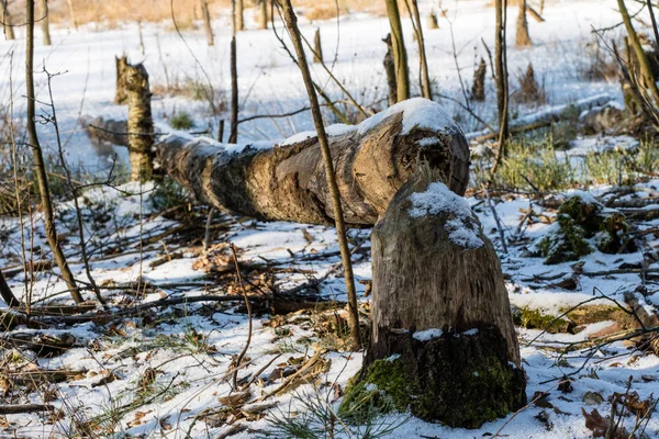 Ormanda devrilen ağaçlar. Kar ile kaplı günlükleri yalan 