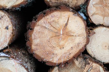 Ahşap günlük elektrik testere ile kesme sonra açık. Ahşap s