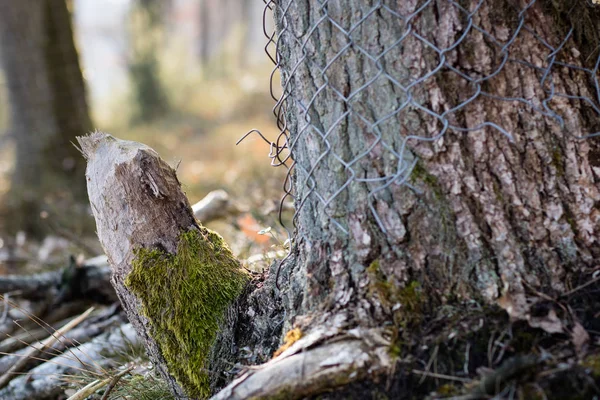 Een bos groeien in de nabijheid van bevers. Gekapte boomstammen — Stockfoto
