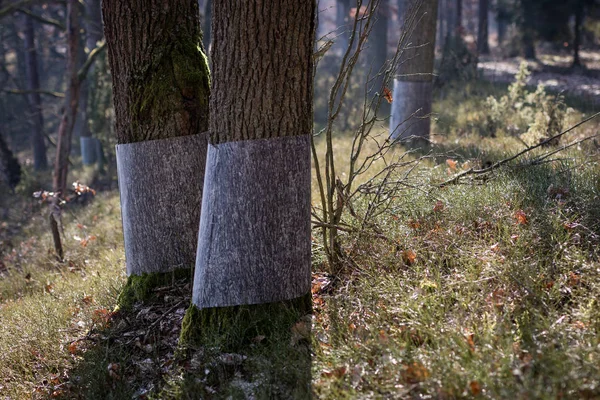 Las rośnie w pobliżu Bobry. Ścięte pnie drzew — Zdjęcie stockowe