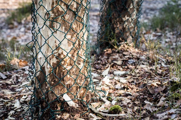 A forest growing in the vicinity of beavers. Tree trunks felled