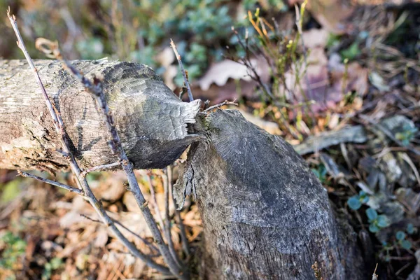 Een bos groeien in de nabijheid van bevers. Gekapte boomstammen — Stockfoto