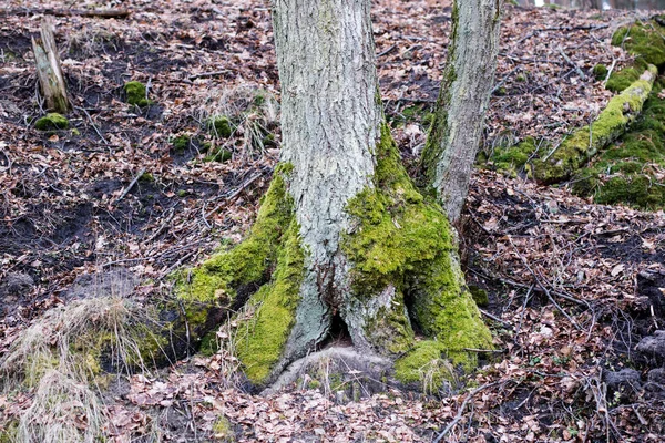 Oude Mossy boomstam. Bladverliedige boom stand in Polen. — Stockfoto