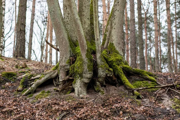 Oude Mossy boomstam. Bladverliedige boom stand in Polen. — Stockfoto