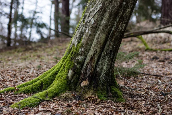 Ο γερο-Μουσί κορμός δέντρου. Φυλλοβόλο δέντρο στέκεται στην Πολωνία. — Φωτογραφία Αρχείου