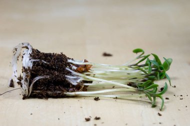Güzel kokulu cress filizlenir. Paskalya dekorasyon mutfak masasında.
