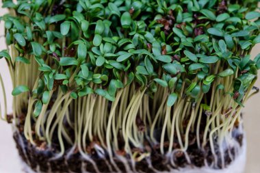Güzel kokulu cress filizlenir. Paskalya dekorasyon mutfak masasında.
