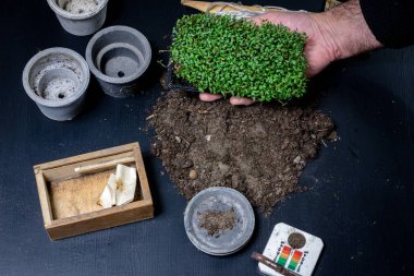 Çiçek, saksı ve saksı nakli sırasında arazi