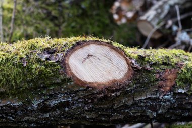 Yaprak döken bir ağaç dalı. Ormanın içinde parçalar halinde odun kesmek bir