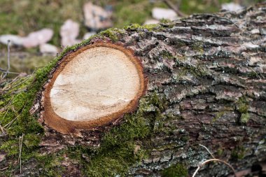 Yaprak döken bir ağaç dalı. Ormanın içinde parçalar halinde odun kesmek bir