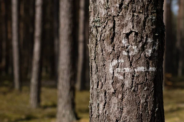 树上的记号漆成白色的颜料。森林作物上的标记 — 图库照片