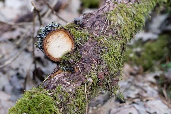 Κλάδος της ένα αποβαλλόμενο δέντρο. Κοπή ξύλου σε κομμάτια στο δάσος ένα — Φωτογραφία Αρχείου