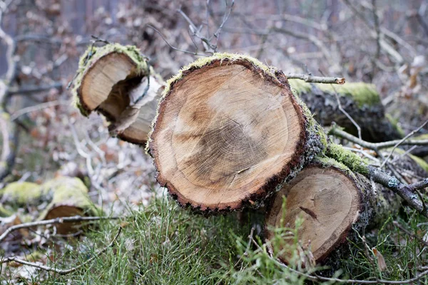 Gren av ett lövträd. Skuret trä i bitar i skogen en — Stockfoto