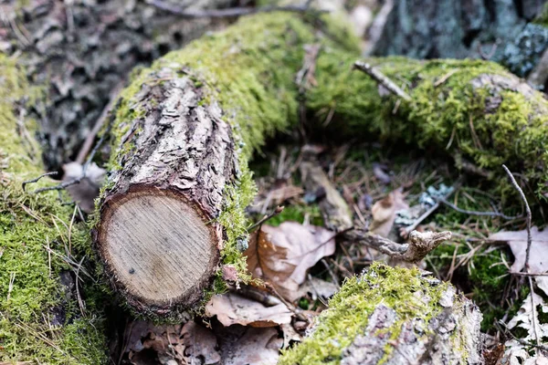Κλάδος της ένα αποβαλλόμενο δέντρο. Κοπή ξύλου σε κομμάτια στο δάσος ένα — Φωτογραφία Αρχείου