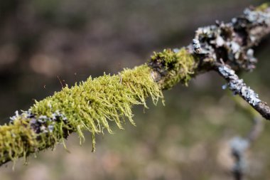 Eski yosunlu dalları parlak ışık. Eski bir yapraklı orman.