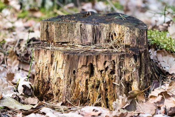 Oude mossy boomstam in een bosrijke omgeving. Sporen van een oude logboekregistratie. — Stockfoto