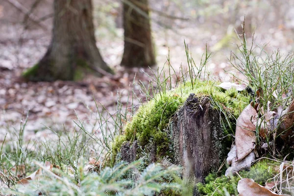 Alter bemooster Baumstamm in einem Waldgebiet. Spuren eines alten Holzschlages. — Stockfoto