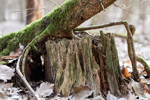 Oude mossy boomstam in een bosrijke omgeving. Sporen van een oude logboekregistratie. — Stockfoto