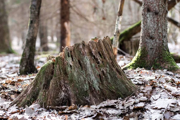 Alter bemooster Baumstamm in einem Waldgebiet. Spuren eines alten Holzschlages. — Stockfoto