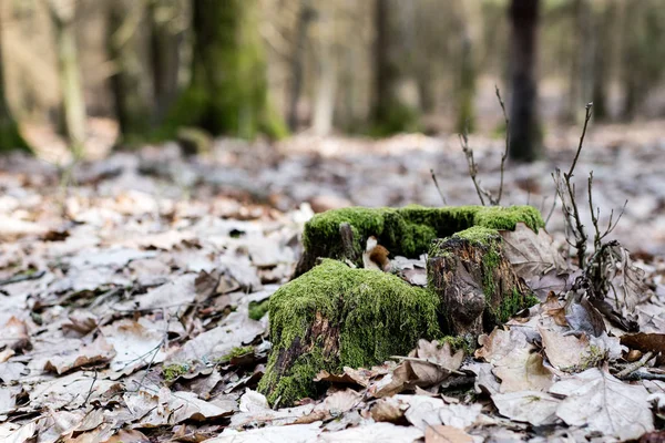 Alter bemooster Baumstamm in einem Waldgebiet. Spuren eines alten Holzschlages. — Stockfoto