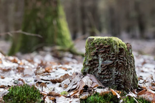 Alter bemooster Baumstamm in einem Waldgebiet. Spuren eines alten Holzschlages. — Stockfoto