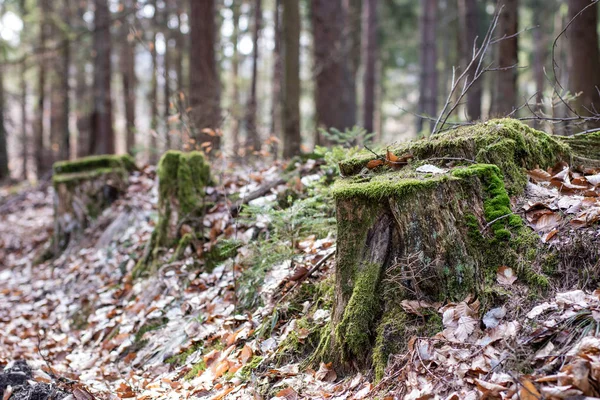 Gamla mossiga trädstam i ett skogsområde. Spår av en gammal loggning. — Stockfoto
