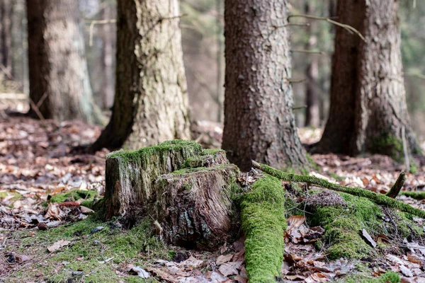 Alter bemooster Baumstamm in einem Waldgebiet. Spuren eines alten Holzschlages. — Stockfoto