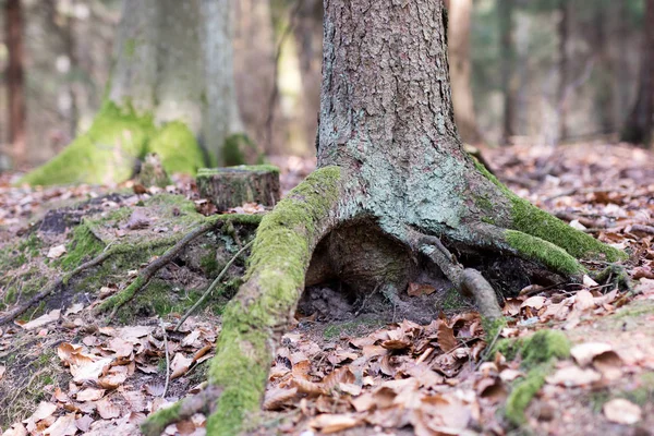 Oude mossy boomstam in een bosrijke omgeving. Sporen van een oude logboekregistratie. — Stockfoto