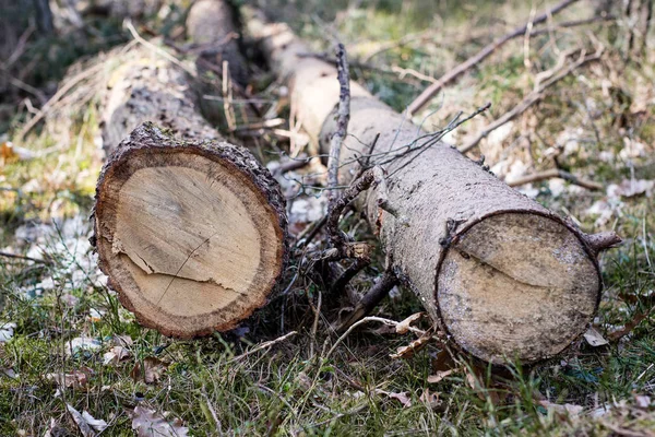 Pobočka listnatý strom. Řezání dřeva na kousky v lese — Stock fotografie