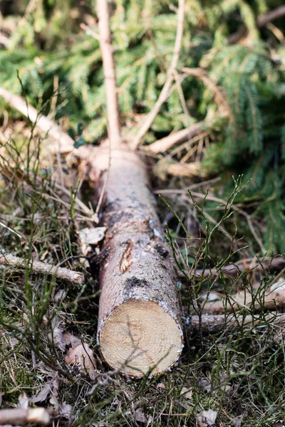 Gren av ett lövträd. Skuret trä i bitar i skogen en — Stockfoto