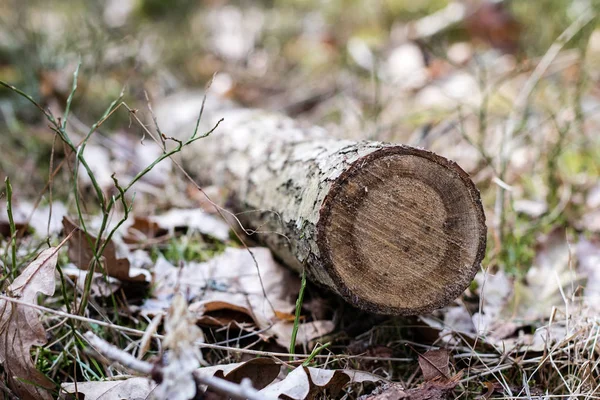 Pobočka listnatý strom. Řezání dřeva na kousky v lese — Stock fotografie