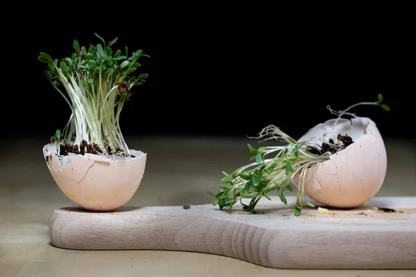 Растения на кухонном столе. Яйца и травы на кухне — стоковое фото