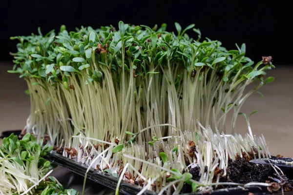 Cress sprouts on the kitchen table. Herbs cut on a wooden board