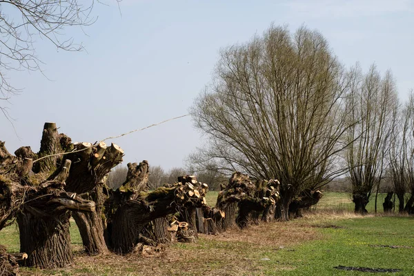 Spring cleaning on a meadow at the farm. Pruning the willow bran — Stock Photo, Image