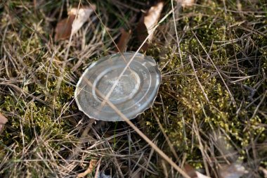 Çöp ormanda yaptı. Plastik şişeler orman çöp