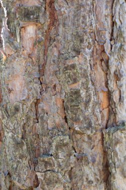 Yüksek büyütme çam kabuğu. Parklar ve ahşap büyüyen ağaçlar