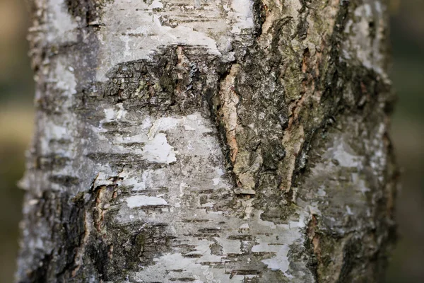 Kora brzozy przy dużych powiększeniach. Drzewa rosnące w parkach i woo — Zdjęcie stockowe