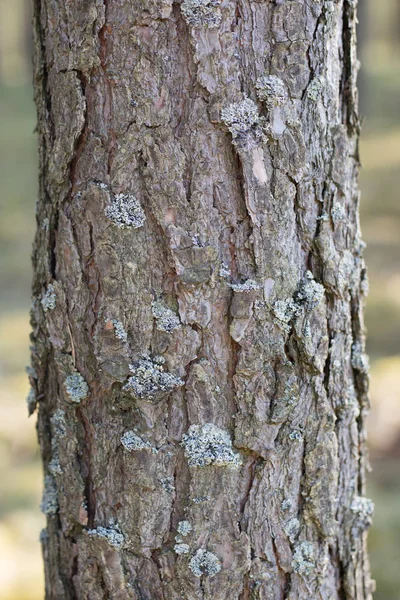 Pine bark in high magnification. Trees growing in parks and wood — Stock Photo, Image