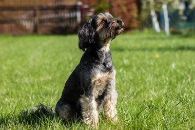 Avlu evde çalışan köpek. Ev hayvanlar üzerinde bir arka bahçe 
