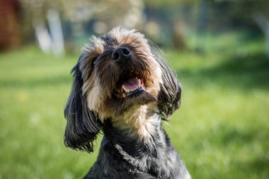 Avlu evde çalışan köpek. Ev hayvanlar üzerinde bir arka bahçe 