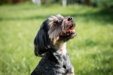 Avlu evde çalışan köpek. Ev hayvanlar üzerinde bir arka bahçe 