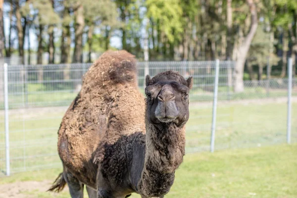 Um camelo no zoológico. Um animal africano trancado numa jaula . — Fotografia de Stock