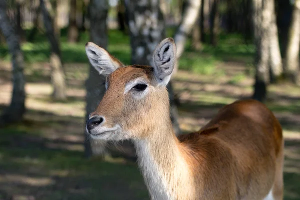 Antelope allo zoo. Un animale africano rinchiuso in una gabbia . — Foto Stock