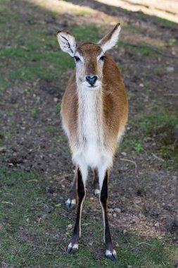 Antilop hayvanat bahçesinde. Bir kafeste bir hayvanlarıyla.