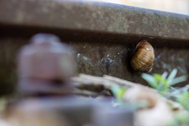 Bir orman bölgesinde eski demiryolu hattı. Salyangoz tren raylarda. 